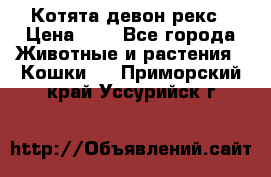 Котята девон рекс › Цена ­ 1 - Все города Животные и растения » Кошки   . Приморский край,Уссурийск г.